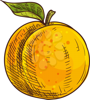 Apricot or peach isolated summer berry sketch. Vector juicy fruit with leaf