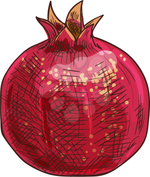 Pomegranate isolated fruit sketch. Vector red whole garnet, punica granatum, exotic tropical food
