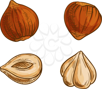 Nut of hazel tree, cobnut or hazelnut isolated sketch. Vector peeled filbert nuts
