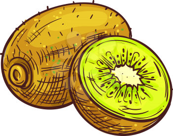 Kiwi whole exotic fruit isolated sketch. Vector tropical exotic vegetarian food, kiwifruit chinese gooseberry