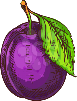 Plum isolated fruit with leaf sketch. Vector summer food dessert, prune berry