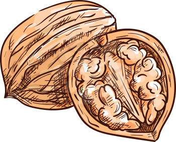 Walnut in nutshell and open with kernel isolated sketch. Vector drupe edible seed in nut, food snack