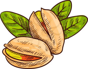 Peeled pistachio nuts, in hard shell and with leaves isolated sketch. Vector vegetarian food snacks