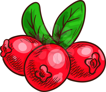 Cranberry red berries and green leaves isolated sketch. Vector wild lingonberry fruit, natural food