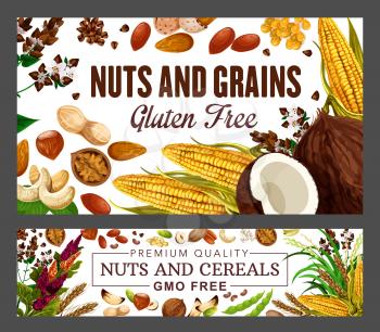 Nuts and cereal grains, beans, natural GMO and gluten free food nutrition. Vector wheat and rye or buckwheat grain, peanut and cashew, coconut, hazelnut or walnut and almond, corn