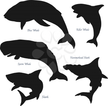 Ocean big giants whales and shark silhouette icons. Vector sea and ocean predators, blue and sperm whale, killer whale and hammerhead shark. Isolated on white