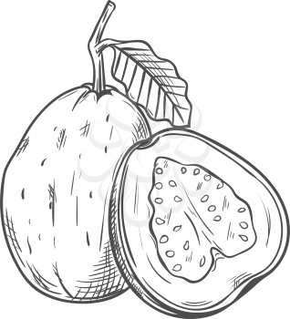 Tropical fruit guava whole, half isolated sketch. Vector edible tropical fruit, exotic food dessert
