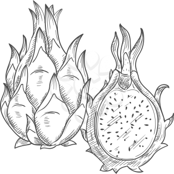 Pitaya dragonfruit isolated food sketch. Vector pithaya, exotic tropical dessert, dragon fruit
