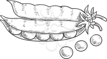 Seeds and pea pods isolated green legume sketch. Vector vegetarian food, beans and grains