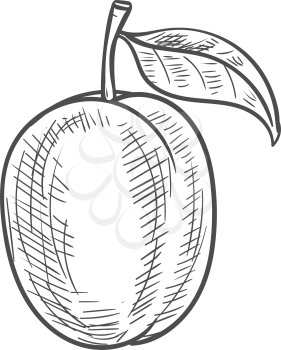 Plum isolated fruit with leaf sketch. Vector summer food dessert, prune berry