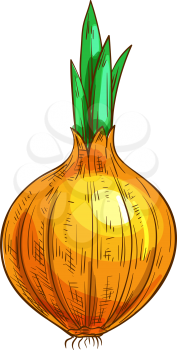 Whole onion bulb, vegetable root isolated sketch. Vector raw unpeeled veggie with green leaves