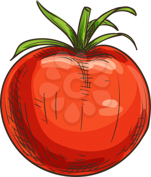 Tomato isolated red organic vegetable sketch. Vector tomato cherry berry, dieting food