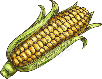 Maize cereal grain vector isolated corn cob sketch. Vector sweetcorn with green leaves