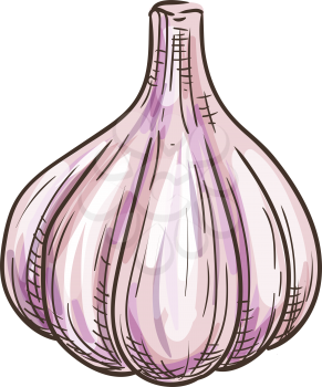Whole garlic and cloves isolated root sketch. Vector bulb had of organic vegetable, spice condiment