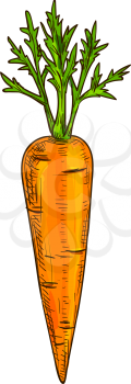 Carrot root with leaves isolated vegetable sketch. Vector vegetarian food, whole veggie