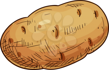 Young or old potato isolated vegetable sketch. Vector tuber uncooked root, vegetarian food
