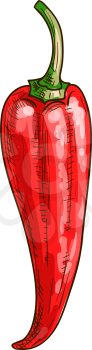Cayenne long pepper isolated spicy chili sketch. Vector red hot chilli, spicy food ingredient