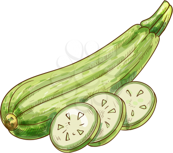 Green zucchini vegetable cut on pieces and whole isolated sketch. Vector vegetarian food, smooth-skinned summer squash