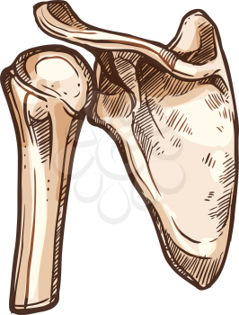 Shoulder blade or scapula anatomy isolated sketch. Vector clavicle collarbone and humerus upper arm bone