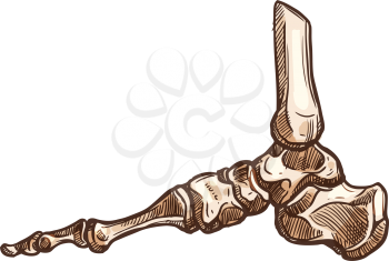 Ankle bones joint isolated posterior malleolus sketch. Vector foot skeleton, human anatomy