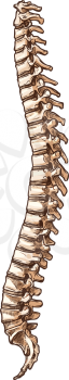 Spine cord isolated human skeleton part. Vector cervical and thoracic, lumber and sacrum, coccyx spinal