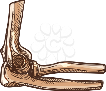 Elbow bones, human skeleton isolated sketch. Vector two radial bones of forearm and ulna