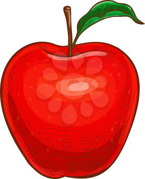 Fresh apple with leaf isolated vegetarian healthy food sketch. Vector red fruit, juicy healthy dessert