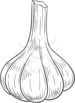 Garlic bulb isolated vegetable. Vector hand drawn pungent-tasting organic spice condiment