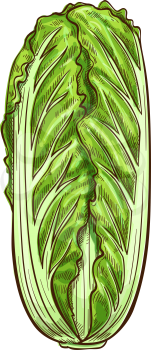 Peking cabbage isolated green leafy vegetable sketch. Vector nappa or Romaine lettuce, chinese cabbage