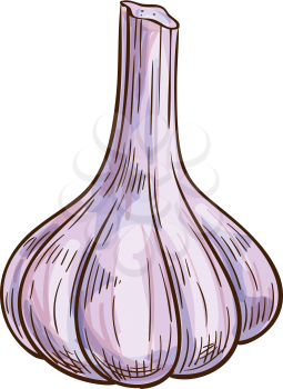 Garlic bulb isolated vegetable. Vector hand drawn pungent-tasting organic spice condiment