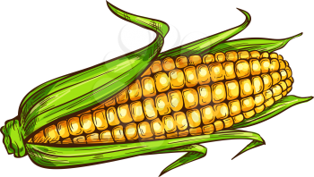 Maize cereal grain vector isolated corn cob sketch. Vector sweetcorn with green leaves