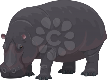 Hippopotamus wild animal vector isolated icon. African safari zoo and savanna hunt trophy hippopotamus