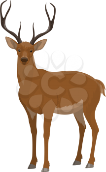 Deer wild forest animal vector icon. Isolated zoo hoofed mammal and hunt trophy reindeer