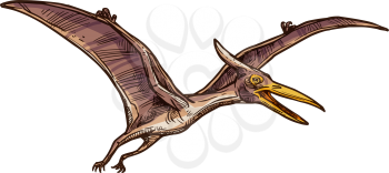 Pterodactyl isolated flying pteranodon dinosaur bird sketch. Vector prehistoric pterosaur dino animal
