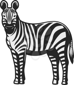Zebra wild animal icon. Vector African zebra, safari hunt and zoo mammal