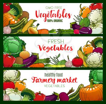 Vegetables, organic farm food veggies and GMO free vegetarian food banners. Vector corn, broccoli and zucchini squash, asparagus and cauliflower, vegan pumpkin and cucumber, carrot, tomato and salads