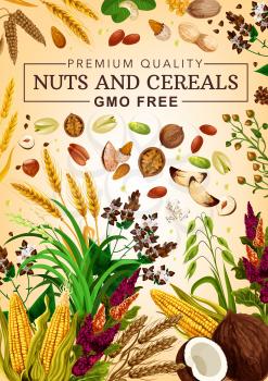 Cereal grains and nuts gmo free, food nutrition, natural healthy wheat, rye, buckwheat grain, coconut and hazelnut, walnut and almond, sunflower seeds, corn, pistachio superfood. Vector poster