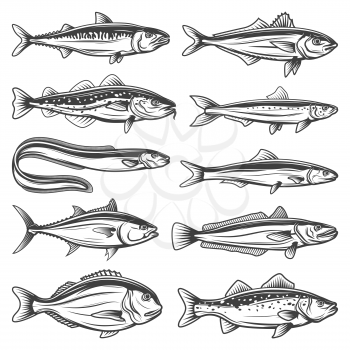 Fish species outline icons set. Sea animals horse mackerel, gilt-head bream or sea bass and anchovy, ocean eel, tuna, hake, codfish and sardine. Fishes types, fishing sport isolated vector objects
