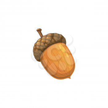 Acorn of oak tree icon, autumn fall nuts, vector isolated symbol. Forest and garden autumn acorns, oak trees seeds harvest, fall season nature, Thanksgiving and back, September school holidays