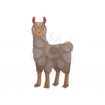 Llama animal portrait with furry grey body isolated cartoon animal. Vector mountain lama, farming livestock mammal, domesticated South American camelid, meat and pack alpaca, Vicugna pacos
