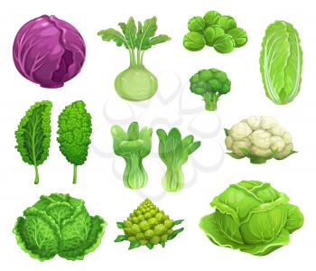 Cartoon vector cabbage and cauliflower vegetables, fresh farm food. Green and red cabbage, lettuce, broccoli and kohlrabi, kale, brussel sprouts and romanesco, bok choy and savoy cabbage