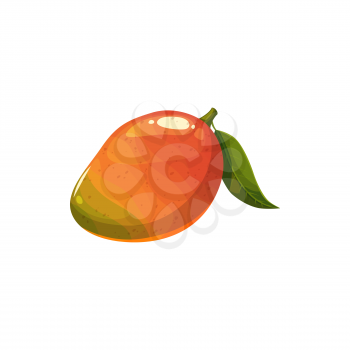 Mango fruit, vector fresh tropical juicy plant. Whole unpeeled exotic fruit with orange peel and green leaf on stem. Ripe organic product, cartoon element for design isolated on white background