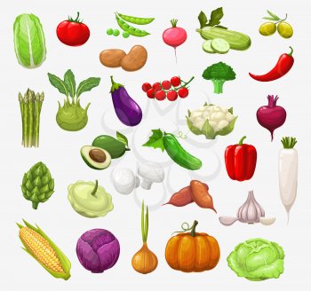 Vector vegetables and salads. Tomato, pepper and broccoli, onion and pea, cabbage and zucchini, chilli, garlic and radish, cauliflower, mushroom and pumpkin, corn, olives, eggplant and avocado