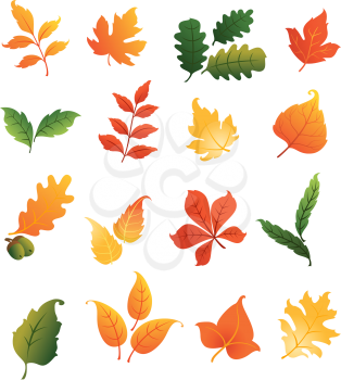 Colourful autumnal leaves set isolated on white background for seasonal design