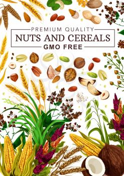 Nuts and cereal grains, natural organic GMO free raw food nutrition. Vector healthy vegan superfood coconut, corn maize and pistachio, wheat and rye or buckwheat grain, hazelnut and almond