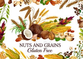 Nuts and grains gluten free natural food. Vector cereal, corn and kernels, seed snacks. Pistachio and peanut, cashew and rice, millet and rye. Almonds and buckwheat flowers, ears of wheat