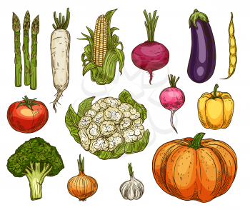 Vegetable sketches, isolated vector daikon radish, asparagus and corn, beetroot and eggplant, tomato and cauliflower, yellow pepper and broccoli, onion, garlic, pumpkin and beans veggie