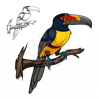 Aracari toucan bird sitting on tree branch, vector cartoon animal. Tropical exotic toucan of Amazon forest with yellow, red and black feathers and large bright beak, tropical jungle wildlife or zool