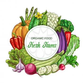 Fresh vegetable vector banner. Farm and garden harvest food of peppers, cabbages, garlic and radish, broccoli, cucumber, zucchini and cauliflower, pumpkin, asparagus, eggplant and beet with leaves