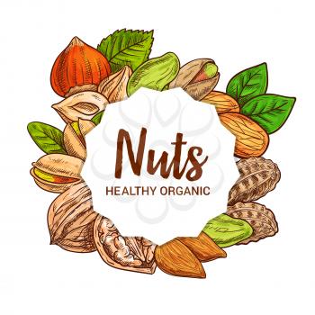 Nut seeds, legumes and beans vector sketch food design. Almond, hazelnut and pistachio, peanut, walnut and filbert with nutshells, grains and green leaves. Healthy nutrition ingredient, sketched nuts